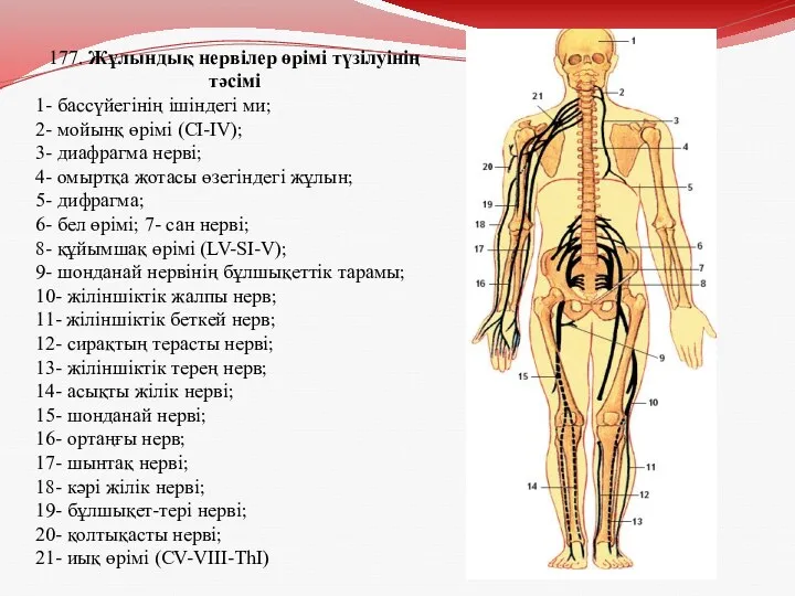 177. Жұлындық нервілер өрімі түзілуінің тәсімі 1- бассүйегінің ішіндегі ми;