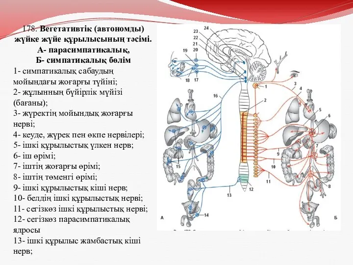 178. Вегетативтік (автономды) жүйке жүйе құрылысының тәсімі. А- парасимпатикалық, Б-