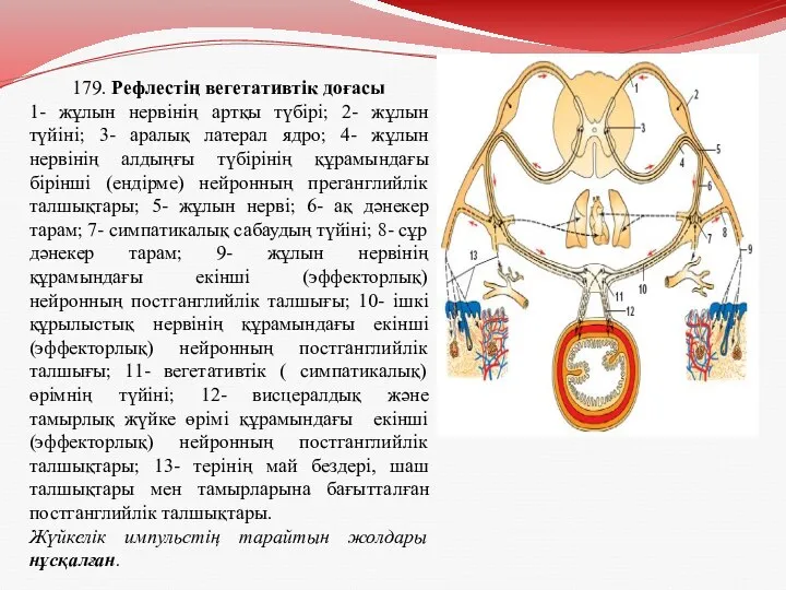 179. Рефлестің вегетативтік доғасы 1- жұлын нервінің артқы түбірі; 2-