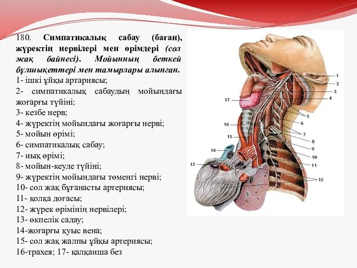 180. Симпатикалық сабау (баған), жүректің нервілері мен өрімдері (сол жақ