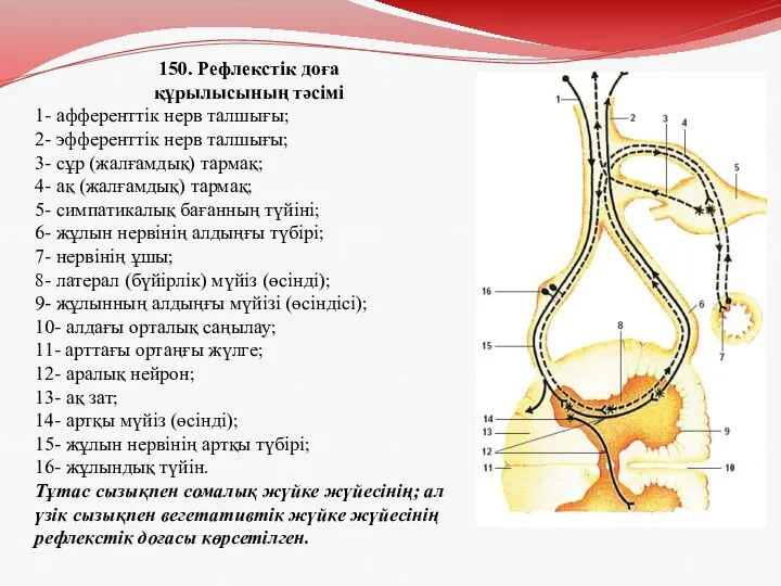 150. Рефлекстік доға құрылысының тәсімі 1- афференттік нерв талшығы; 2-