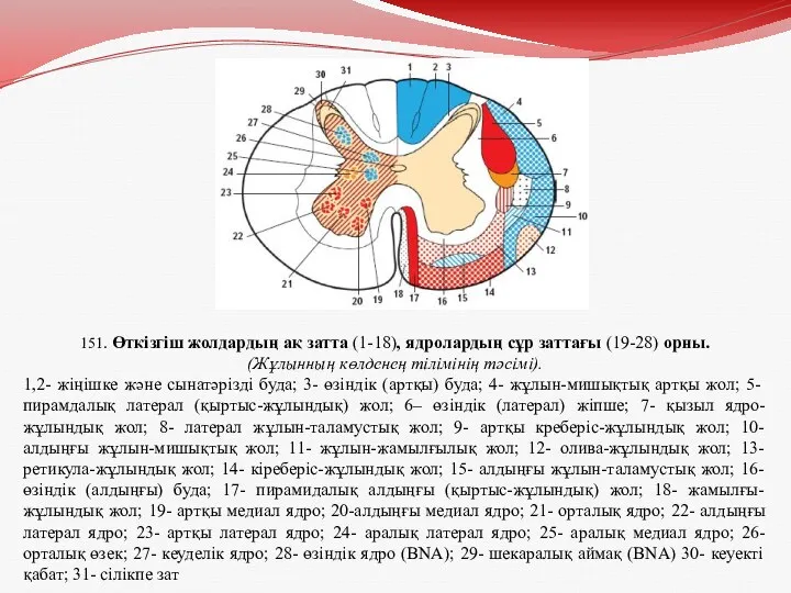 151. Өткізгіш жолдардың ақ затта (1-18), ядролардың сұр заттағы (19-28)