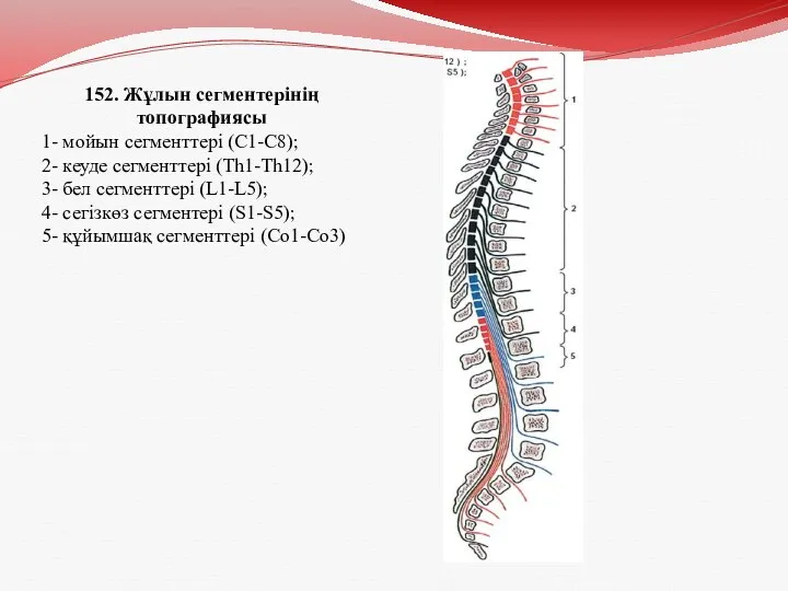 152. Жұлын сегментерінің топографиясы 1- мойын сегменттері (C1-C8); 2- кеуде