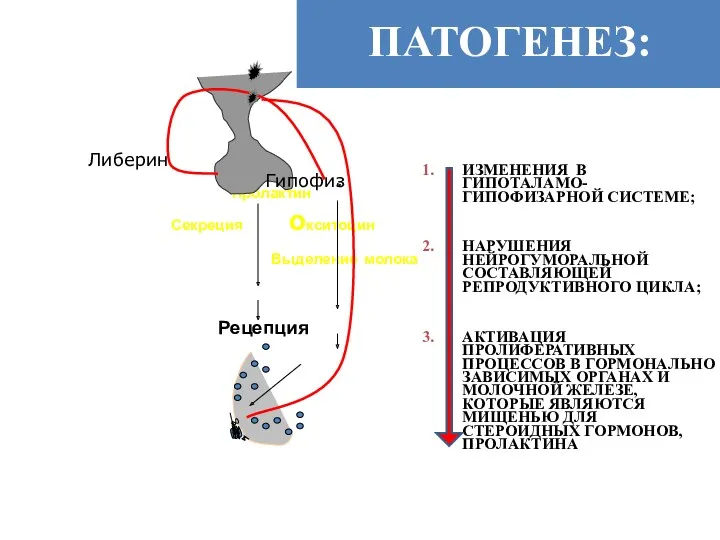 Пролактин Секреция окситоцин Выделение молока Рецепция Либерин Гипофиз ИЗМЕНЕНИЯ В