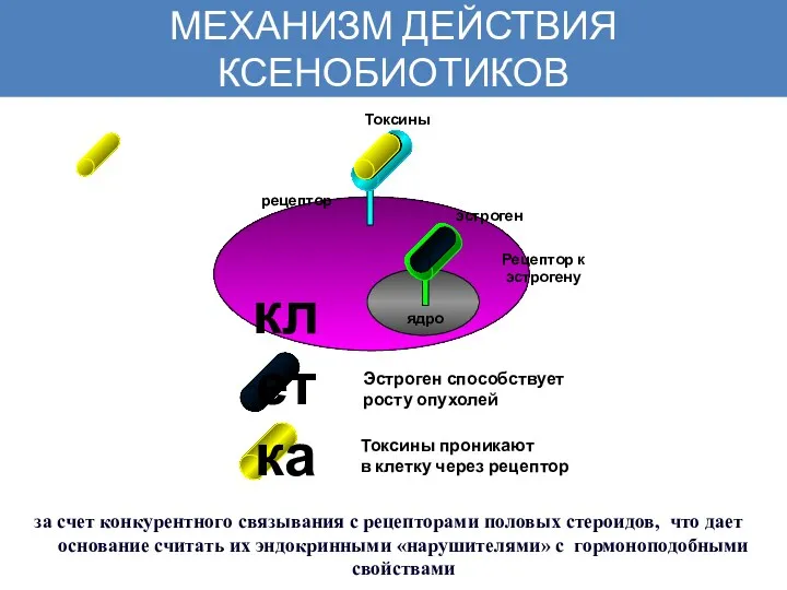 Эстроген способствует росту опухолей Токсины проникают в клетку через рецептор