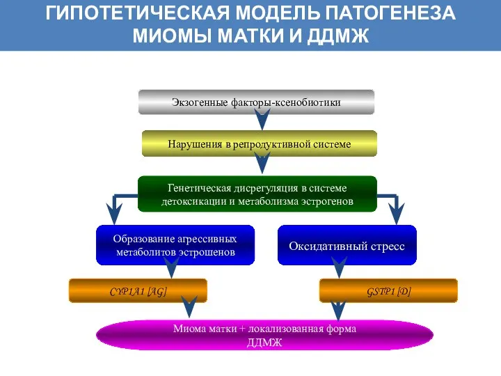 ГИПОТЕТИЧЕСКАЯ МОДЕЛЬ ПАТОГЕНЕЗА МИОМЫ МАТКИ И ДДМЖ