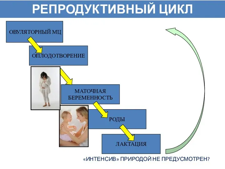 ОВУЛЯТОРНЫЙ МЦ ОПЛОДОТВОРЕНИЕ МАТОЧНАЯ БЕРЕМЕННОСТЬ РОДЫ ЛАКТАЦИЯ РЕПРОДУКТИВНЫЙ ЦИКЛ «ИНТЕНСИВ» ПРИРОДОЙ НЕ ПРЕДУСМОТРЕН?