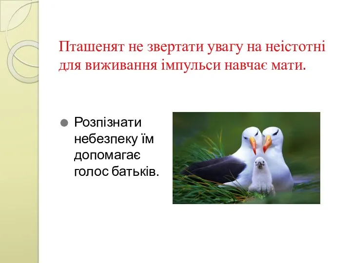 Пташенят не звертати увагу на неістотні для виживання імпульси навчає