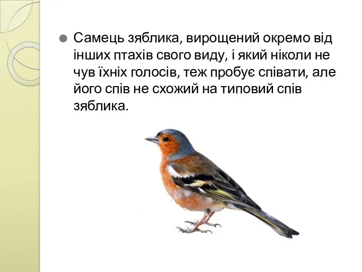 Самець зяблика, вирощений окремо від інших птахів свого виду, і