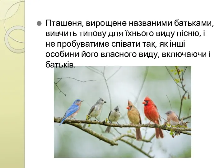 Пташеня, вирощене названими батьками, вивчить типову для їхнього виду пісню,