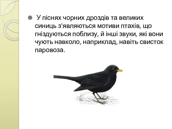 У піснях чорних дроздів та великих синиць з'являються мотиви птахів,