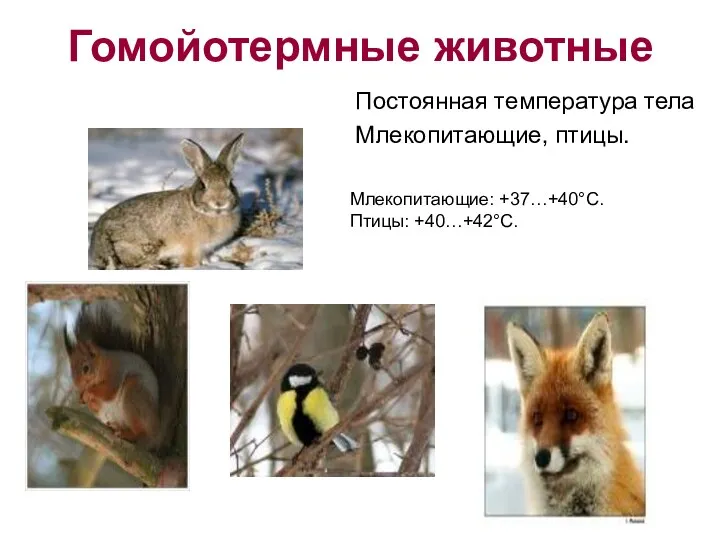 Гомойотермные животные Постоянная температура тела Млекопитающие, птицы. Млекопитающие: +37…+40°С. Птицы: +40…+42°С.