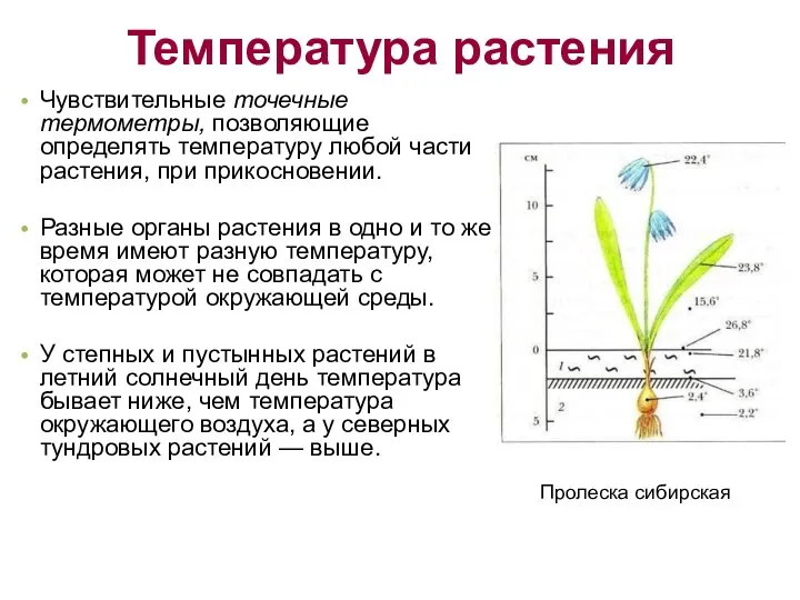 Температура растения Чувствительные точечные термометры, позволяющие определять температуру любой части