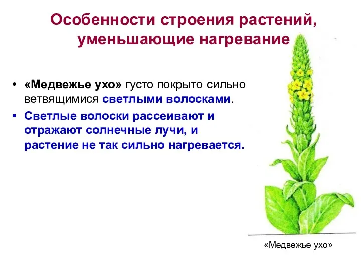 «Медвежье ухо» густо покрыто сильно ветвящимися светлыми волосками. Светлые волоски