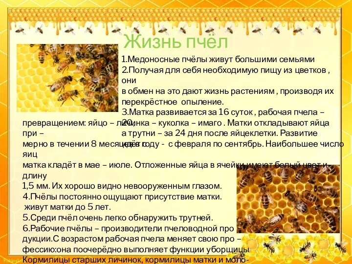 Жизнь пчёл 1.Медоносные пчёлы живут большими семьями 2.Получая для себя