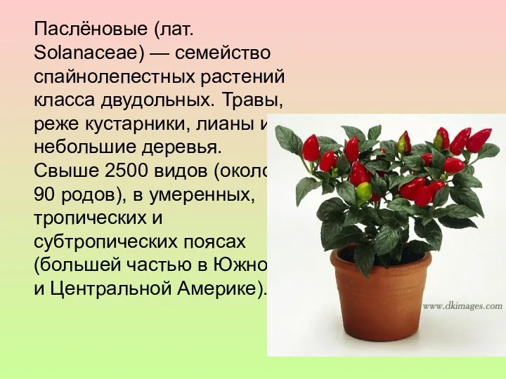 Паслёновые (лат. Solanaceae) — семейство спайнолепестных растений класса двудольных. Травы,