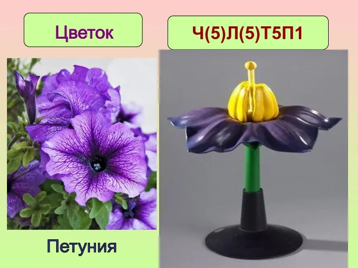 Цветки имеют двойной околоцветник с 5 сросшимися лепестками, чашечка из
