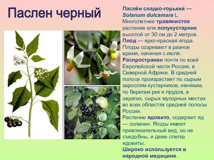 Паслен черный Паслён сладко-горький — Solanum dulcamara L. Многолетнее травянистое