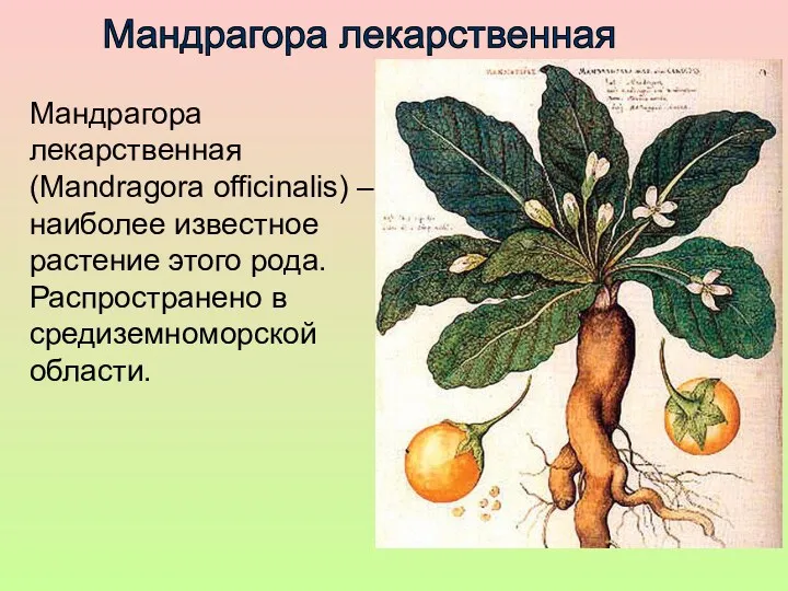 Мандрагора лекарственная (Mandragora officinalis) – наиболее известное растение этого рода. Распространено в средиземноморской области. Мандрагора лекарственная