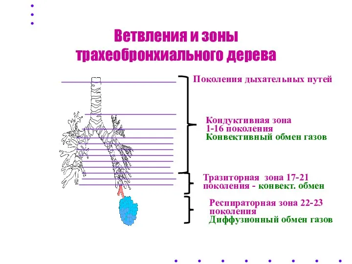 Ветвления и зоны трахеобронхиального дерева Поколения дыхательных путей Кондуктивная зона