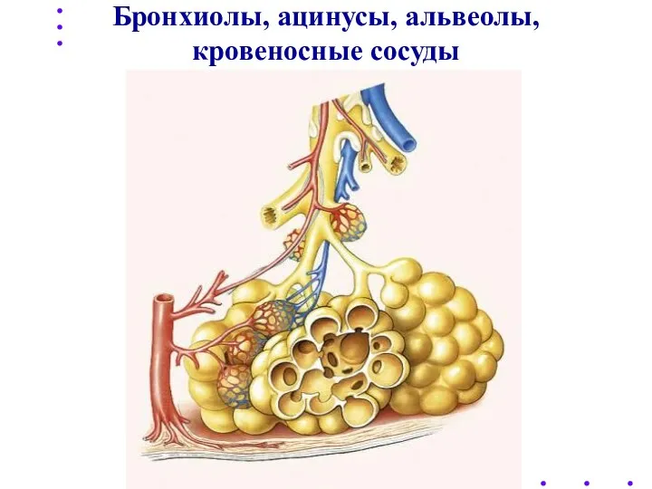 Бронхиолы, ацинусы, альвеолы, кровеносные сосуды