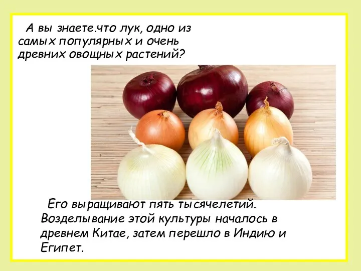 А вы знаете.что лук, одно из самых популярных и очень