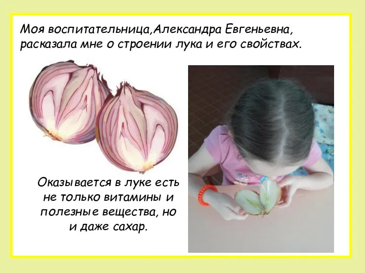 Моя воспитательница,Александра Евгеньевна, расказала мне о строении лука и его