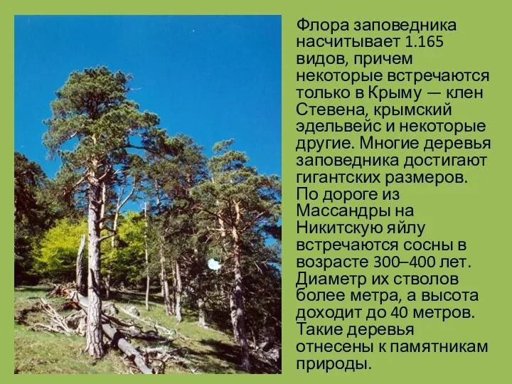 Флора заповедника насчитывает 1.165 видов, причем некоторые встречаются только в Крыму — клен
