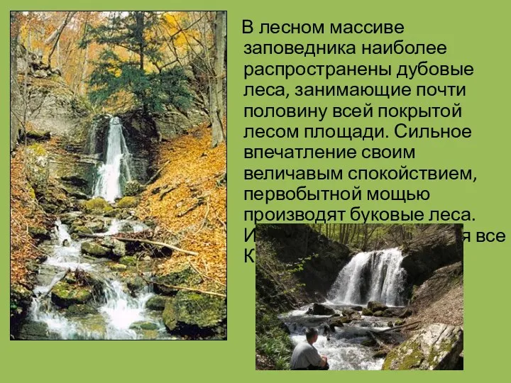 В лесном массиве заповедника наиболее распространены дубовые леса, занимающие почти