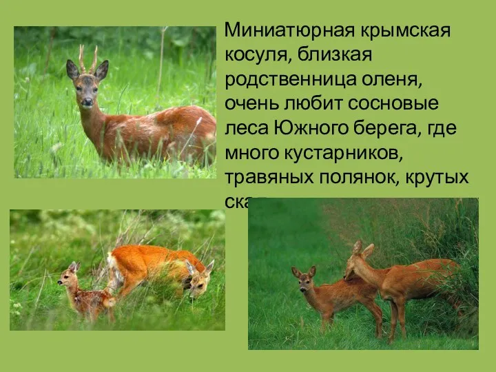 Миниатюрная крымская косуля, близкая родственница оленя, очень любит сосновые леса