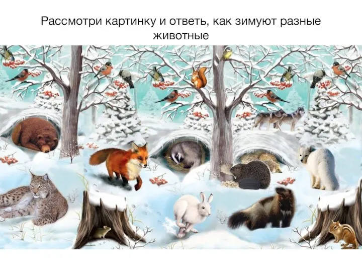 Рассмотри картинку и ответь, как зимуют разные животные