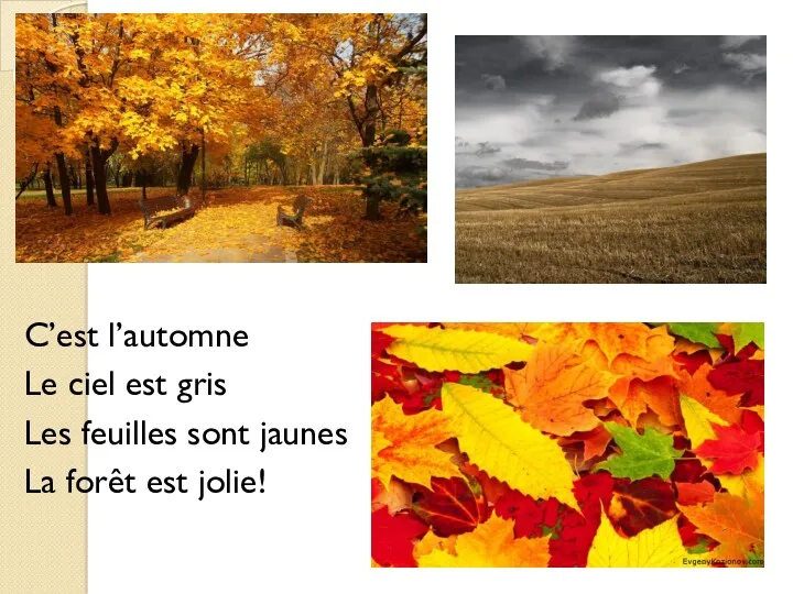 C’est l’automne Le ciel est gris Les feuilles sont jaunes La forêt est jolie!