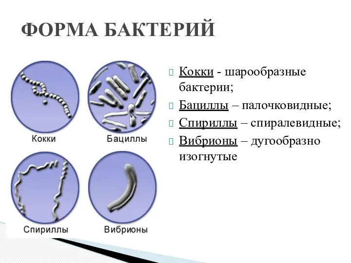 Кокки - шарообразные бактерии; Бациллы – палочковидные; Спириллы – спиралевидные; Вибрионы – дугообразно изогнутые ФОРМА БАКТЕРИЙ
