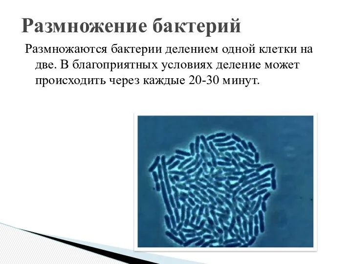 Размножаются бактерии делением одной клетки на две. В благоприятных условиях деление может происходить