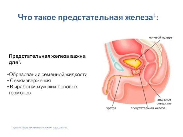 Предстательная железа важна для1: Образования семенной жидкости Семяизвержения Выработки мужских