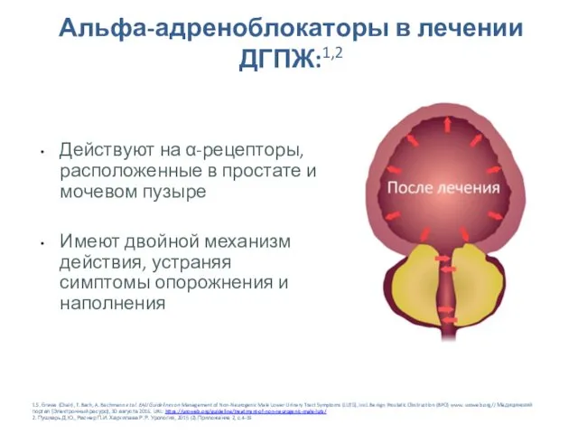 Альфа-адреноблокаторы в лечении ДГПЖ:1,2 Действуют на α-рецепторы, расположенные в простате