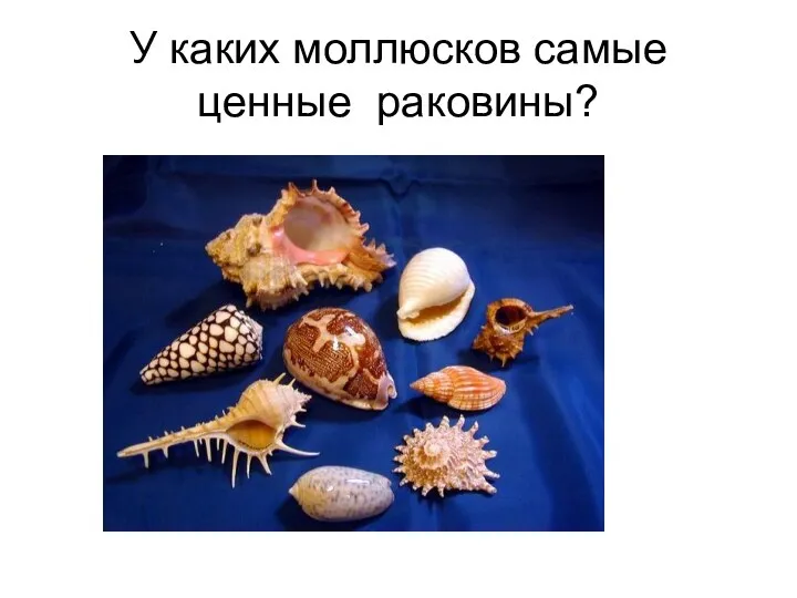 У каких моллюсков самые ценные раковины?