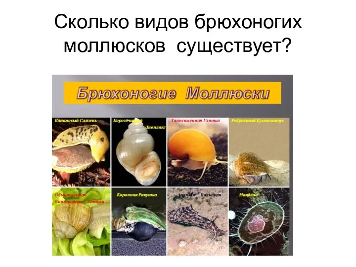 Сколько видов брюхоногих моллюсков существует?