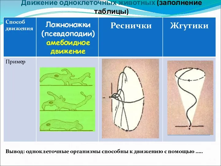 Движение одноклеточных животных (заполнение таблицы) Ложноножки (псевдоподии) амебоидное движение Жгутики