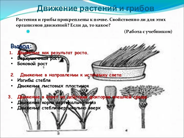 Движение растений и грибов Растения и грибы прикреплены к почве.