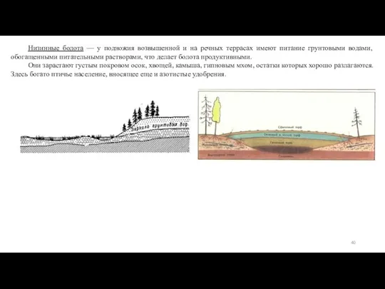 Низинные болота — у подножия возвышенной и на речных террасах