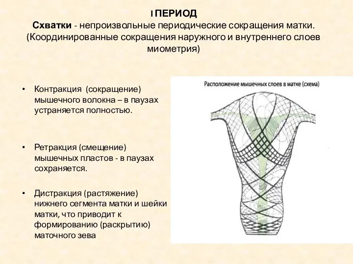 I ПЕРИОД Схватки - непроизвольные периодические сокращения матки. (Координированные сокращения