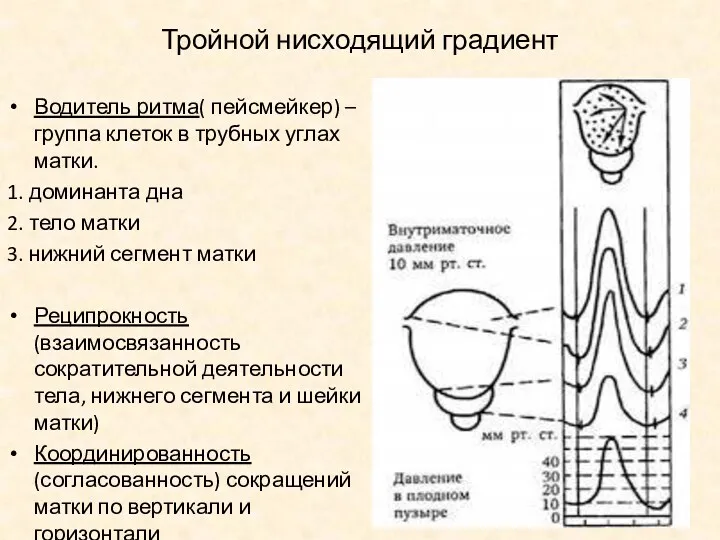 Тройной нисходящий градиент Водитель ритма( пейсмейкер) –группа клеток в трубных