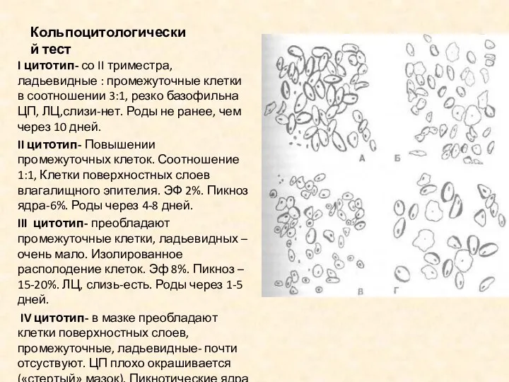 Кольпоцитологический тест I цитотип- со II триместра, ладьевидные : промежуточные