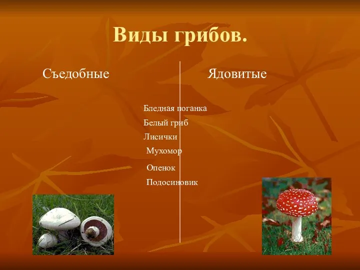 Виды грибов. Съедобные Ядовитые Бледная поганка Белый гриб Лисички Мухомор Опенок Подосиновик