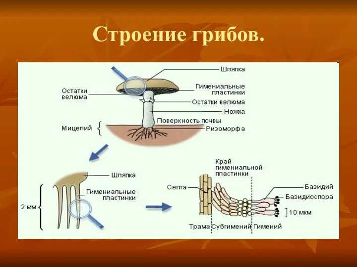 Строение грибов.