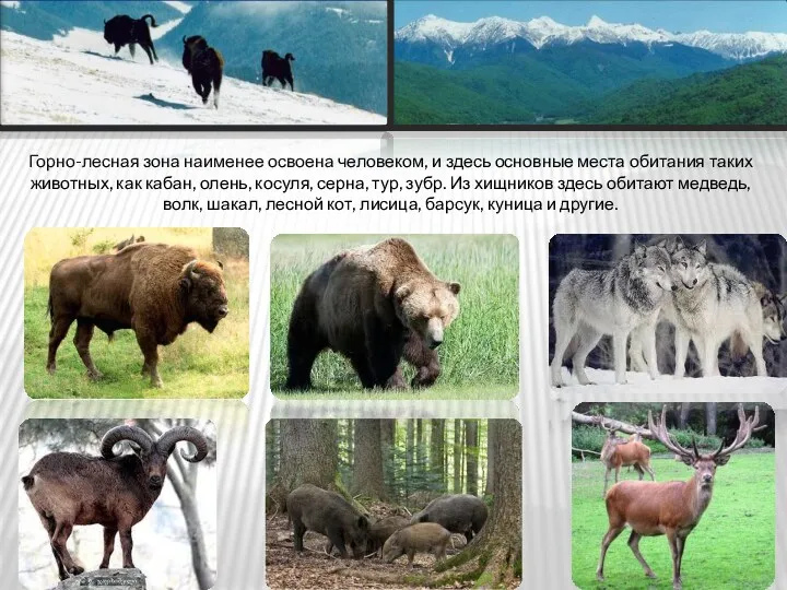Горно-лесная зона наименее освоена человеком, и здесь основные места обитания таких животных, как