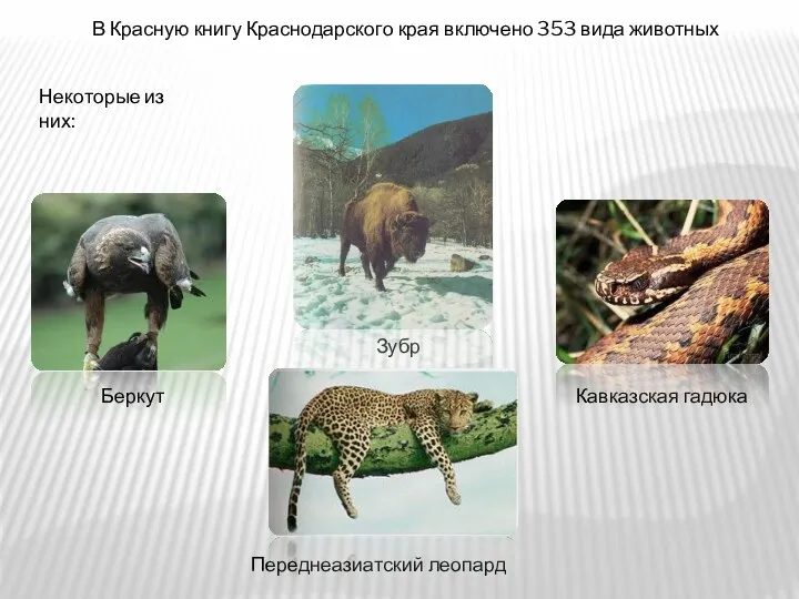 В Красную книгу Краснодарского края включено 353 вида животных Некоторые из них: