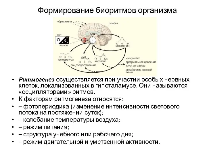 Формирование биоритмов организма Ритмогенез осуществляется при участии особых нервных клеток,