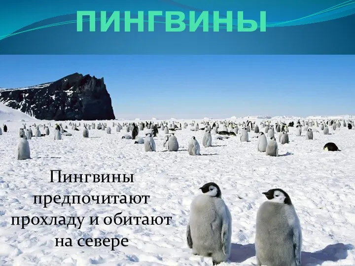 пингвины Пингвины предпочитают прохладу и обитают на севере